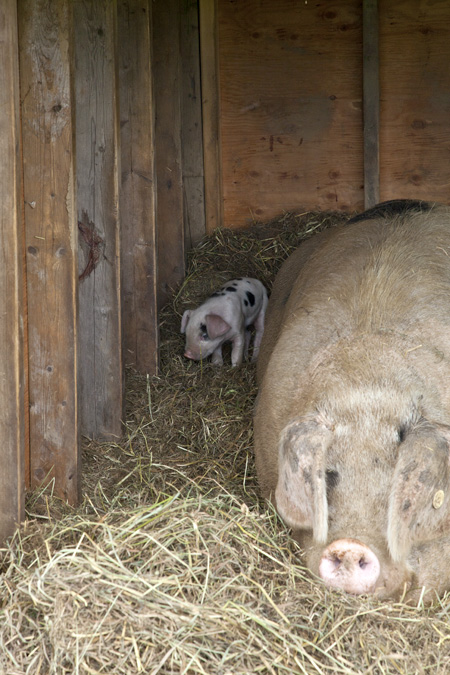Momma and Piglet