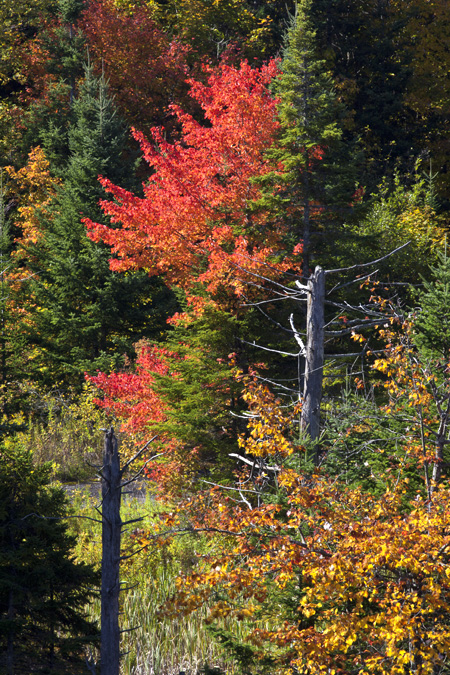 Searsburg, VT 4