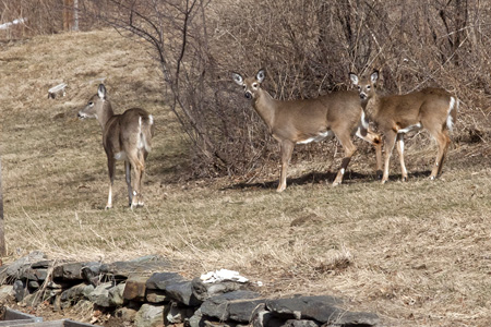 Blog White Tails