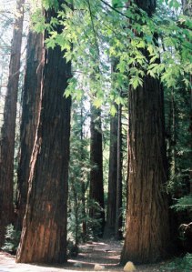 redwoods-lrg