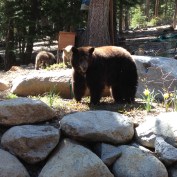Bears