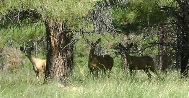 Deer Medicine