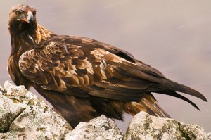 Golden_Eagle_4_0