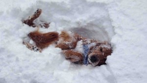 dogsnow