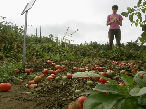 blight ground wes After we pull the vines, hundreds of pounds of tomatoes are still left. All of it must go.