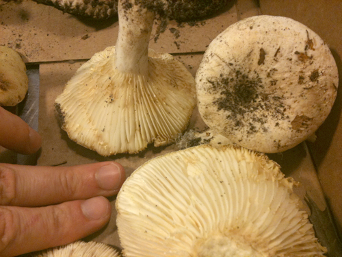 Lactarius piperatus
