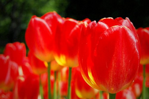 18-04-18-prolific