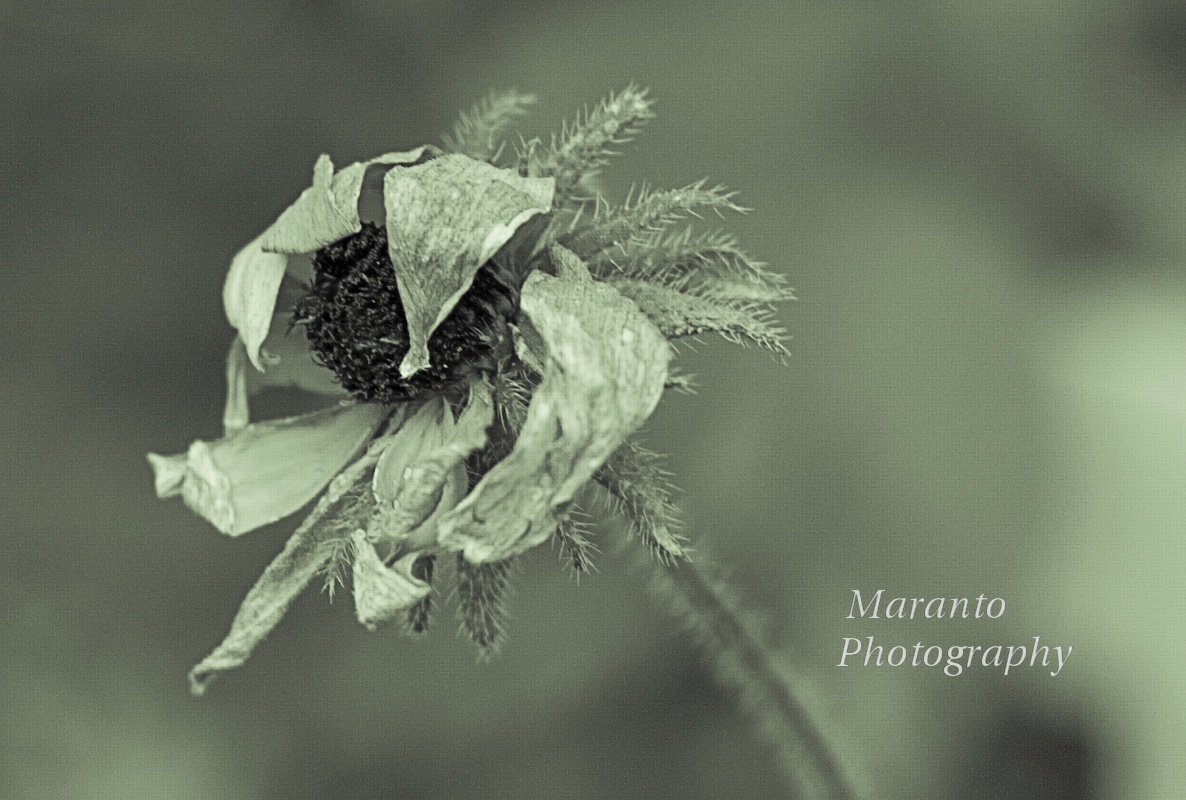 ISO 160 50mm 0ev f/3.2 1/100