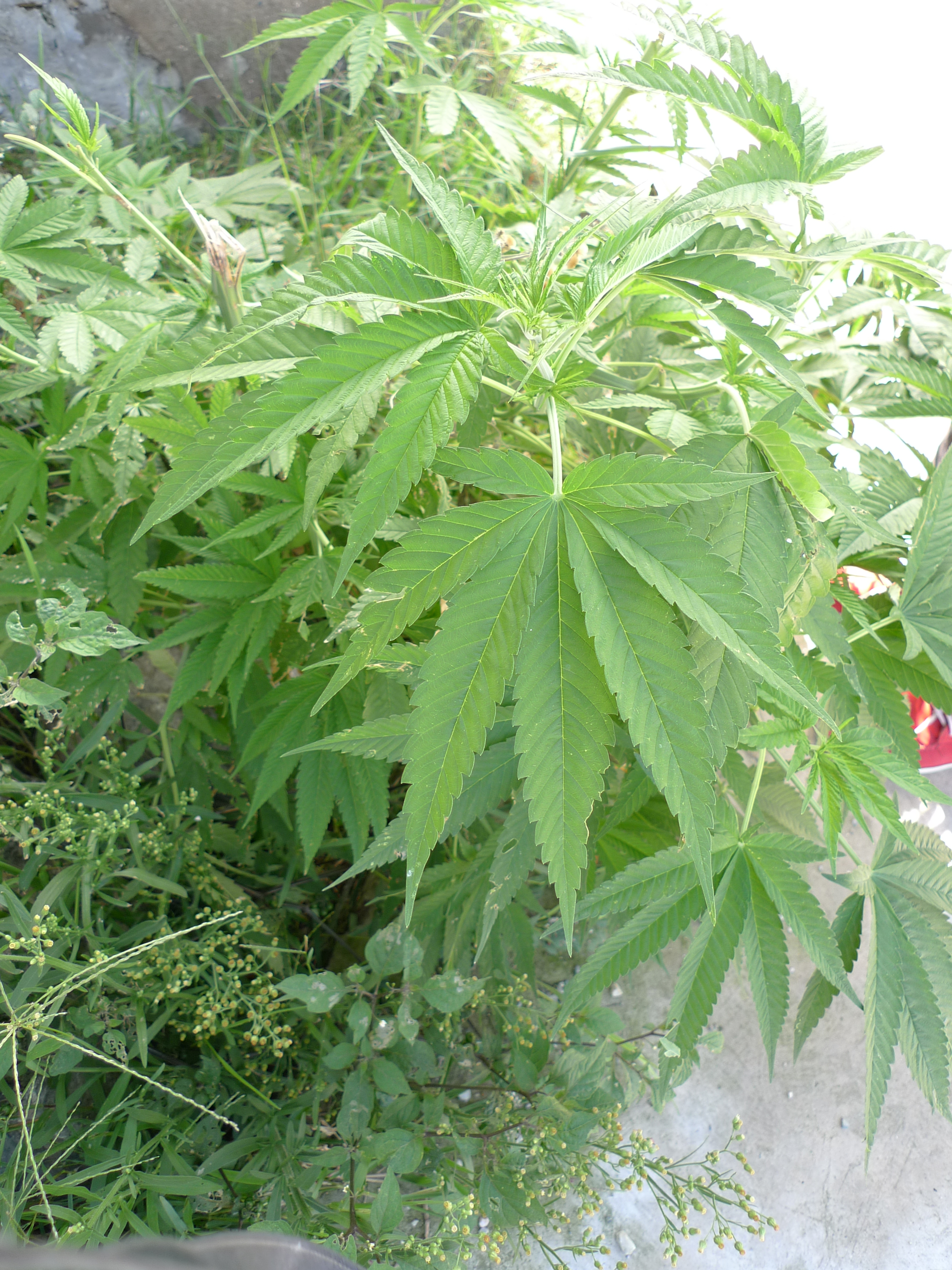 P1060892