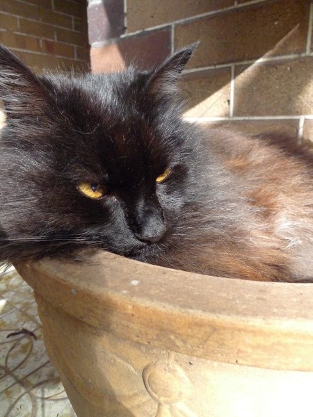 Cat in a pot