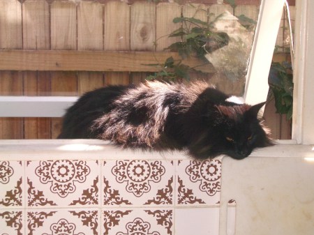 Pussy at kitchen window 2005