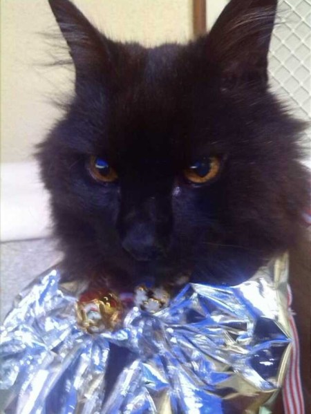 Pussy at Christmas
