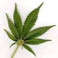 Cannabis
