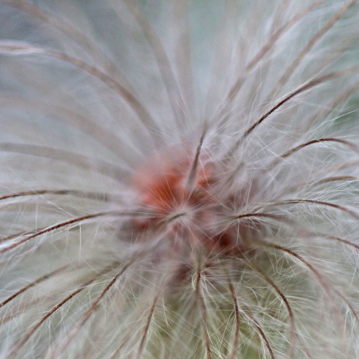 klematis 1