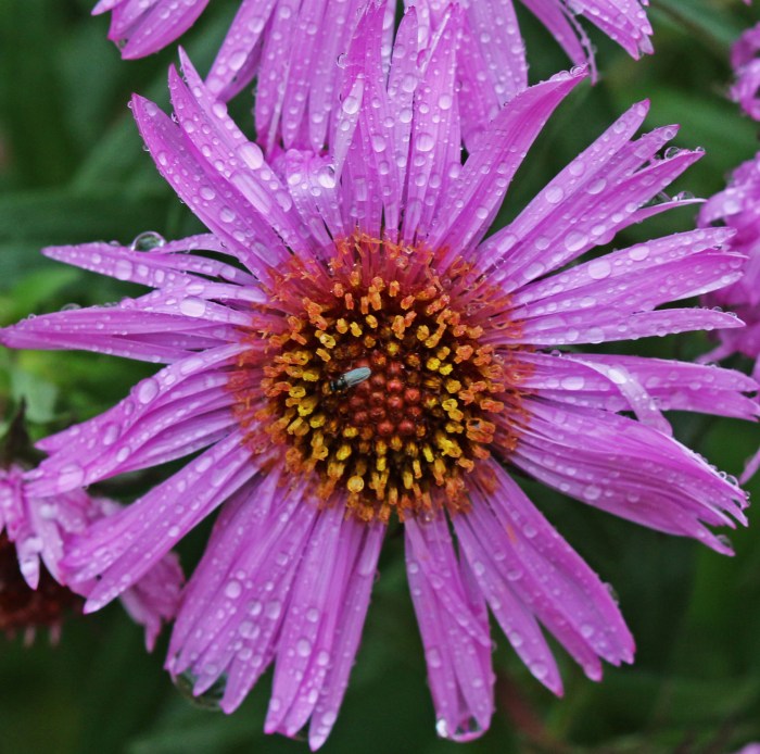 höstaster 3