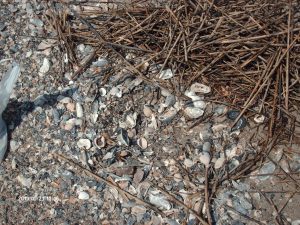 Edisto 028