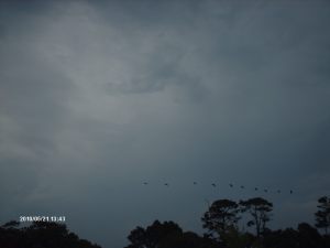 Edisto 039