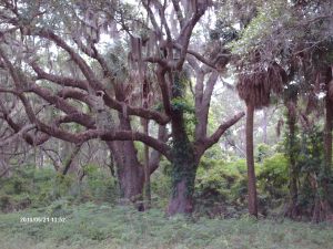 Edisto 041