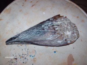 Edisto 045
