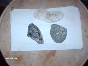 Edisto 063