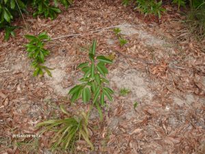 Edisto 008