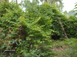 Edisto 009