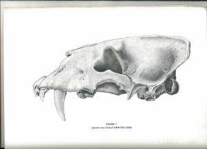 dinobastisskull