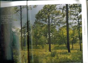 openpinesavannah