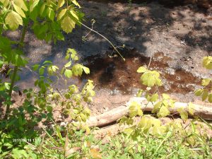 kettlecreek 016