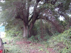 SandLaurelOak 059