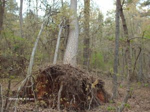 Marshall Forest 002