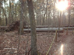 Marshall Forest 009