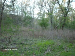 Marshall Forest 015