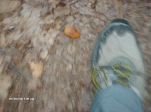 Marshall Forest 018