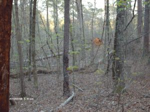 Marshall Forest 021