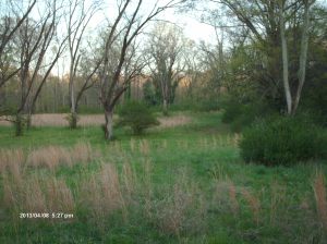 Marshall Forest 026