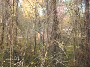Marshall Forest 028