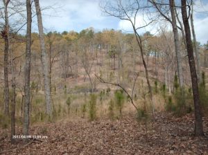 Marshall Forest 031