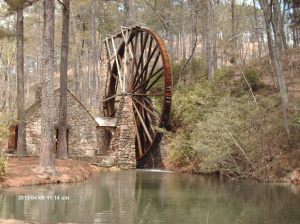 Marshall Forest 037