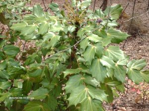 Marshall Forest 039