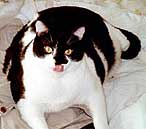 fat cat 1
