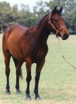horse orig