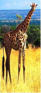 s 1 giraffe cut