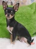 chihuahua weighs 3 kg or less