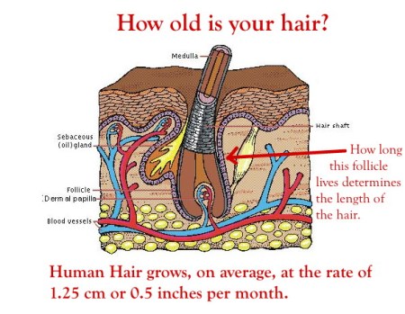2 Hair follicle