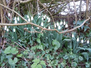 Snowdrops on bank