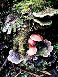 Photo of amazing Fungi in Tarra-Bulga National Park up in the Strzelecki Ranges, South Gippsland, Victoria Australia. The area is renowned for Fungi as the area is canopied, lush and cool/moist even in the summer.