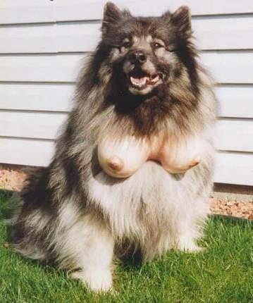 imagesdog-with-tits-small