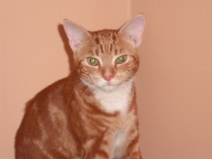 DSCF0012-1