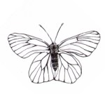 Black-veined White